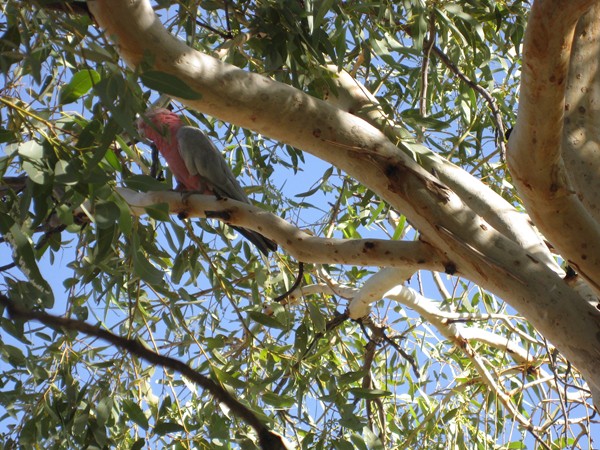 5. marts 2008 (IMG_1071)
