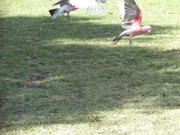5. marts 2008 (IMG_1678)